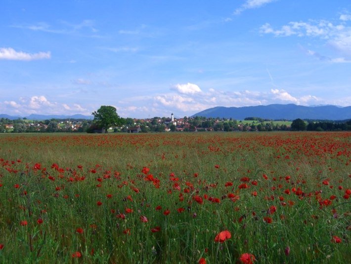 Königsdorf im Sommer, © Ring